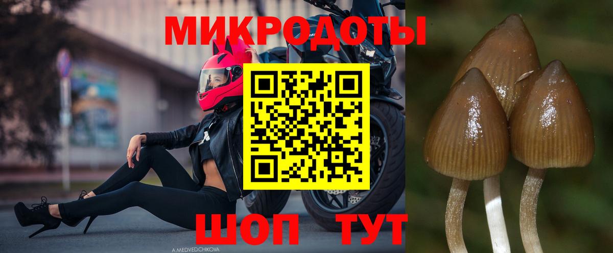 Галлюциногенные грибы Psilocybe Сокол
